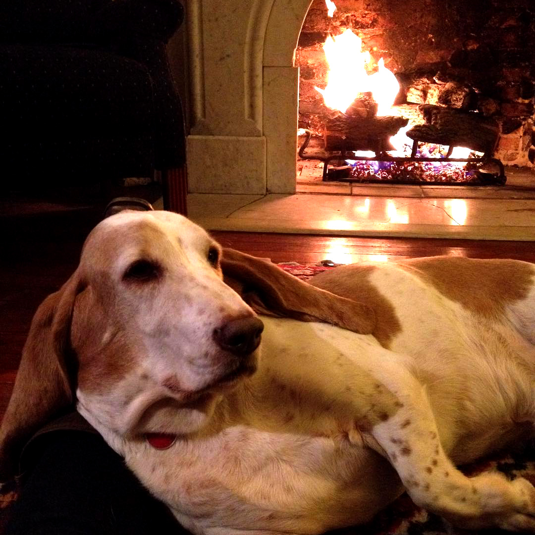 A regal elder basset hound lounging in front of a fireplace