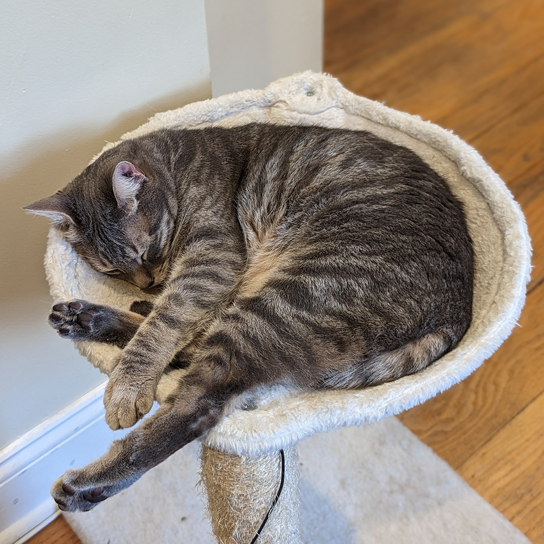 A striped grey cat sleeping in a cat hammock